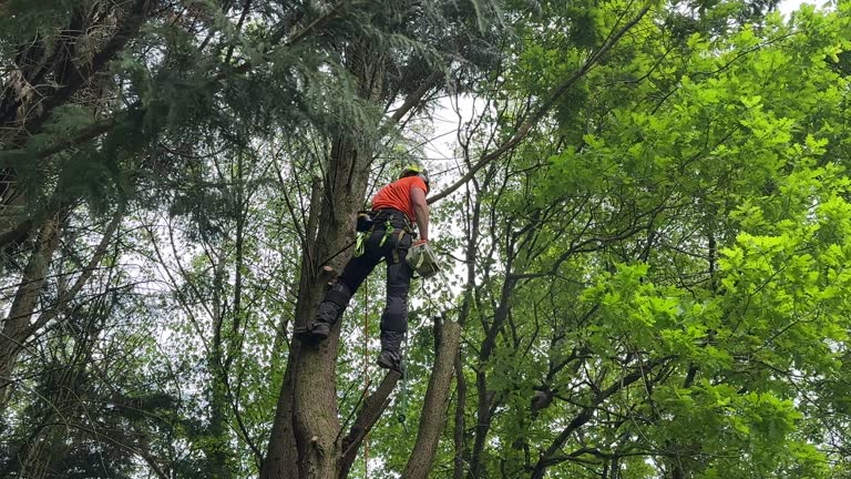  Chuluota, FL Tree Removal and Landscaping Services Pros